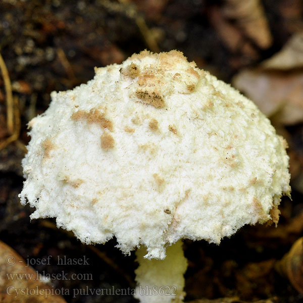 Kegelpoederparasol Czubniczka oprószona Cystolepiota pulverulenta Lepiota Pulverolepiota Bedla poprášená Bräunender Mehlschirmling Bedlica pomúčená