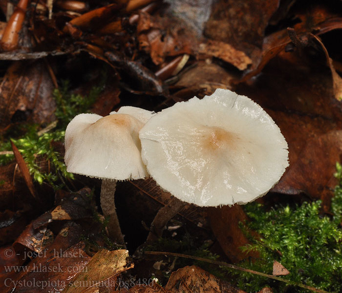 Cystolepiota seminuda Bedla polonahá Zierlicher Mehlschirmling