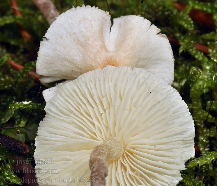 Cystolepiota_seminuda_bs8482