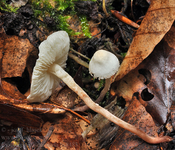 Cystolepiota_seminuda_bs8483