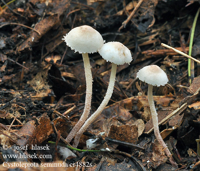 Bedla polonahá Cystolepiota seminuda