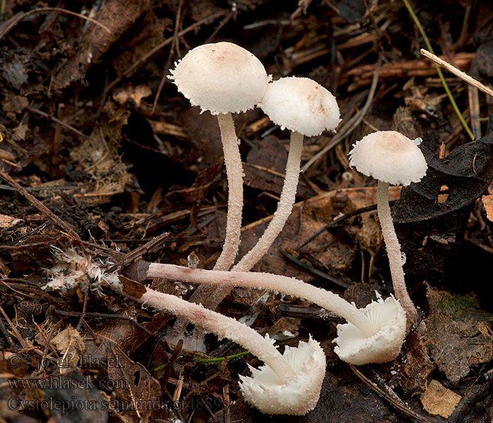 Zierlicher Mehlschirmling Cystolepiota seminuda