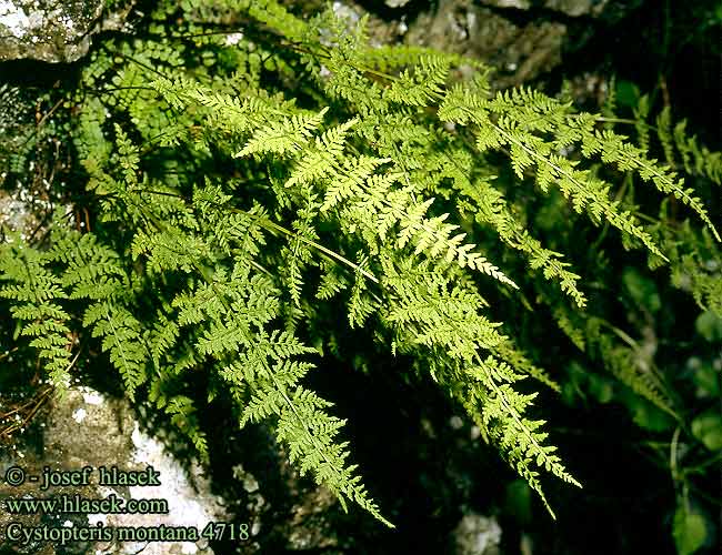 Cystopteris montana Mountain-lace Fern Bladder Beskrivelse