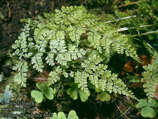 Cystopteris sudetica Sudeten-Blasenfarn Paprotnica sudecka