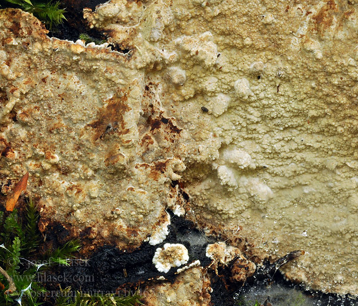 Cystostereum murrayi Białoskórnik chropowaty