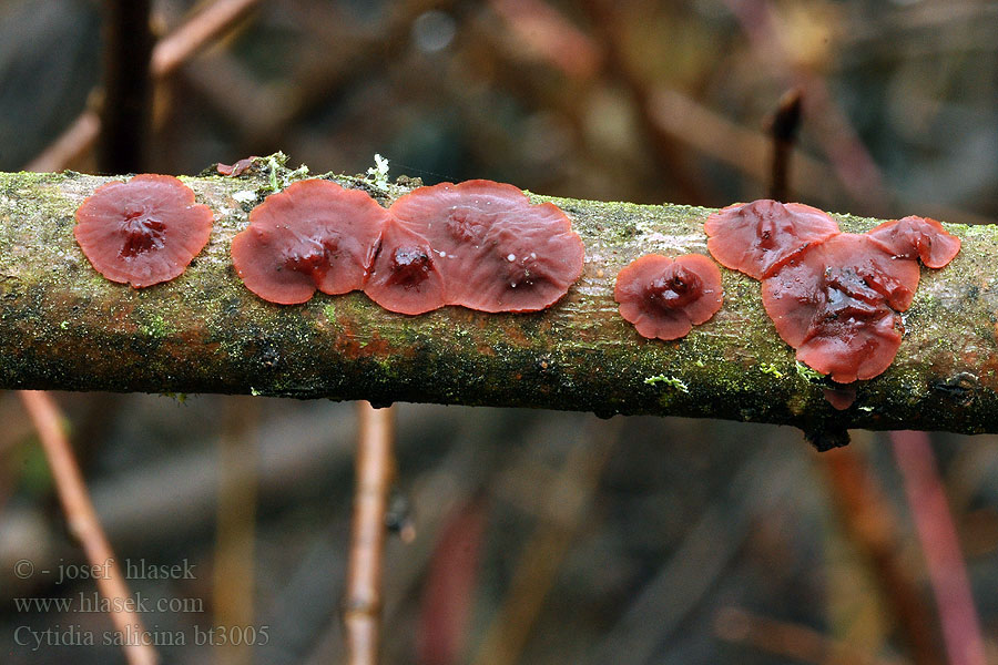 Cytidia salicina Blutroter Weidenscheibenpilz