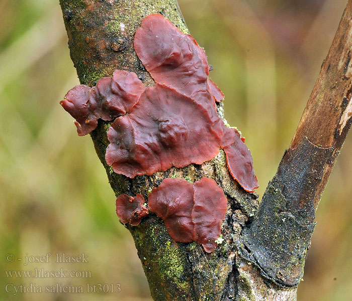 Cytidia salicina Cytídia vŕbová