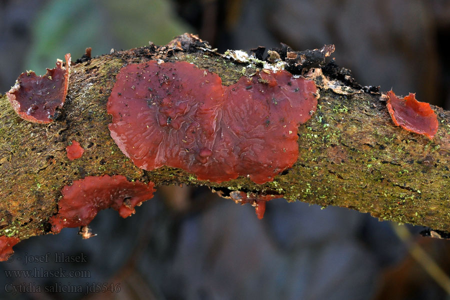 Cytidia salicina