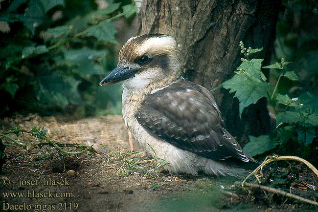 Dacelo gigas novaeguineae Laughing Kookaburra Jägerliest