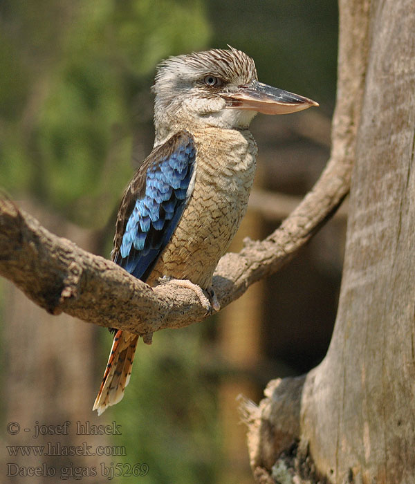 owiec olbrzymi Kukabura chichotiwa Kacagó jégmadár kookaburra