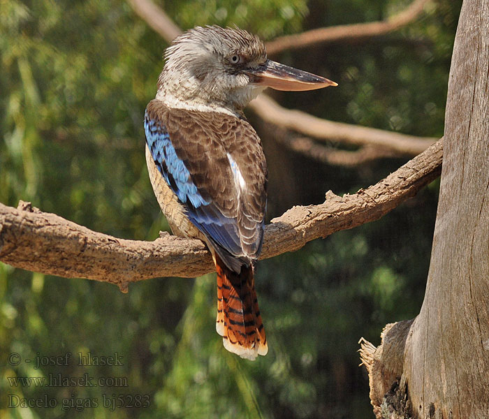 Kookaburra sghignazzante ワライカワセミ Rybárik smejivý