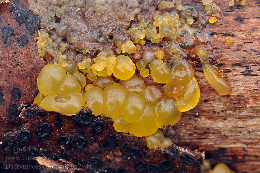 Dacrymyces capitatus Kropilka stopkatá Bewurzelte Gallertträne