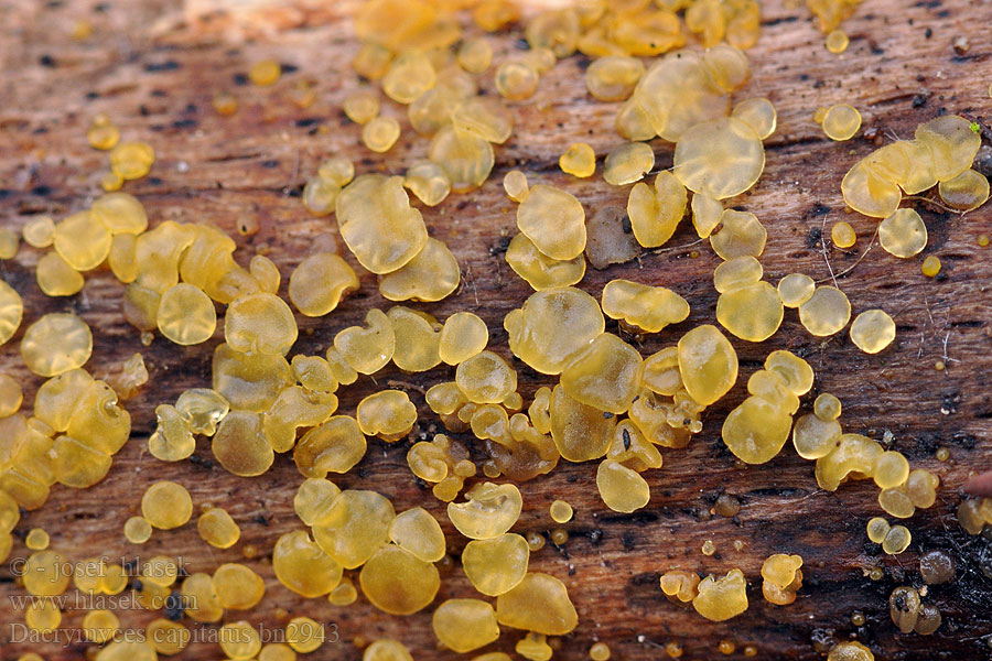 Dacrymyces_capitatus_bn2943