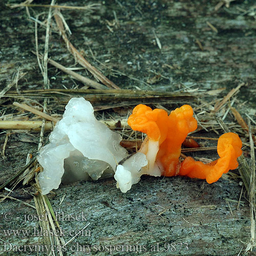 Dacrymyces chrysospermus Dacryomyces palmatus Kropilka dlanitá Slzovec oranžovočervený Trémelle spores jaunes palmée Łzawnik złocistozarodnikowy Orange Jelly Geel hoorntje Riesen Fichtenholz Gallertträne Riesengallertträne Pahljačasta solzovka