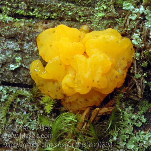 Slzovec oranžovočervený Trémelle spores jaunes palmée Łzawnik złocistozarodnikowy Orange Jelly Geel hoorntje Riesen Fichtenholz Gallertträne Riesengallertträne Pahljačasta solzovka Dacrymyces chrysospermus Dacryomyces palmatus Kropilka dlanitá