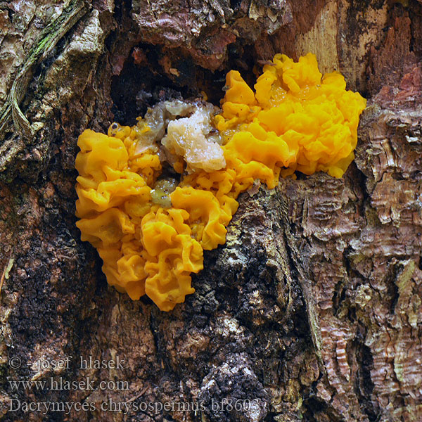 Dacrymyces chrysospermus bf8603