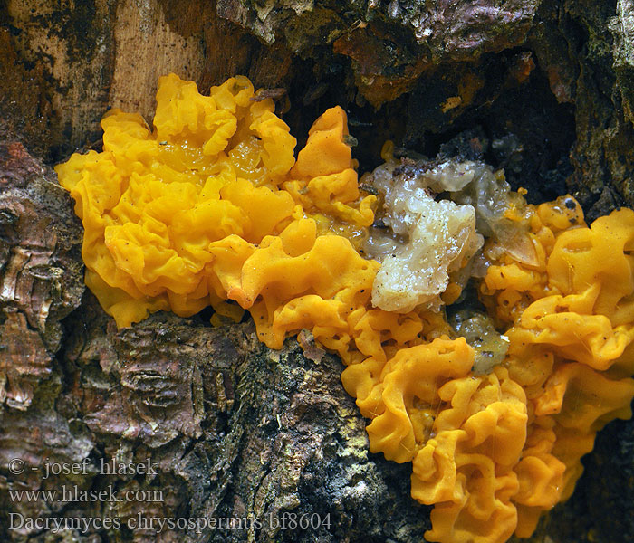 Riesen Fichtenholz Gallertträne Riesengallertträne Pahljačasta solzovka Dacrymyces chrysospermus Dacryomyces palmatus Kropilka dlanitá Slzovec oranžovočervený Trémelle spores jaunes palmée Łzawnik złocistozarodnikowy Orange Jelly Geel hoorntje