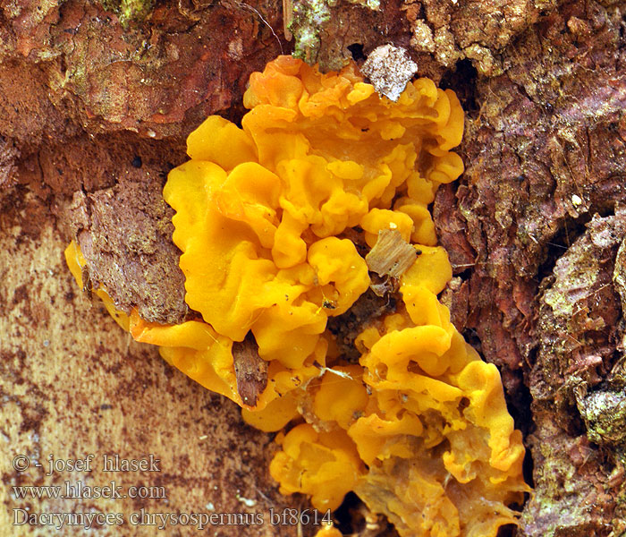 Pahljačasta solzovka Dacrymyces chrysospermus Dacryomyces palmatus Kropilka dlanitá Slzovec oranžovočervený Trémelle spores jaunes palmée Łzawnik złocistozarodnikowy Orange Jelly Geel hoorntje Riesen Fichtenholz Gallertträne Riesengallertträne