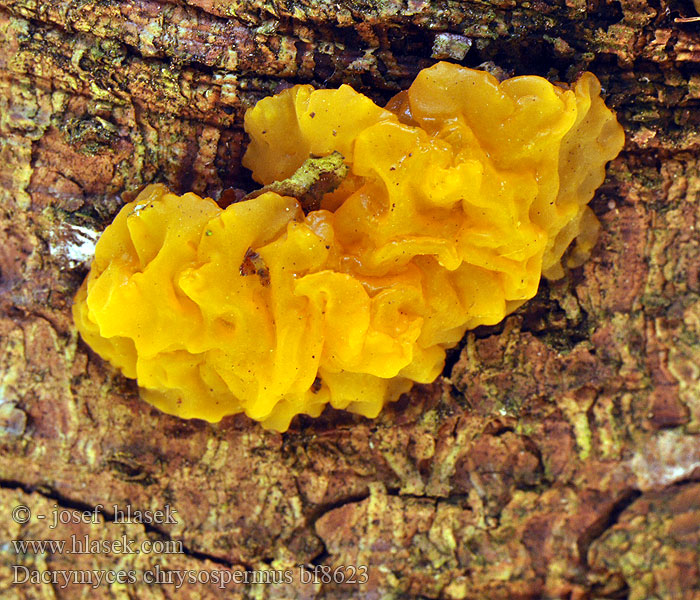 Kropilka dlanitá Slzovec oranžovočervený Trémelle spores jaunes palmée Łzawnik złocistozarodnikowy Orange Jelly Geel hoorntje Riesen Fichtenholz Gallertträne Riesengallertträne Pahljačasta solzovka Dacrymyces chrysospermus Dacryomyces palmatus