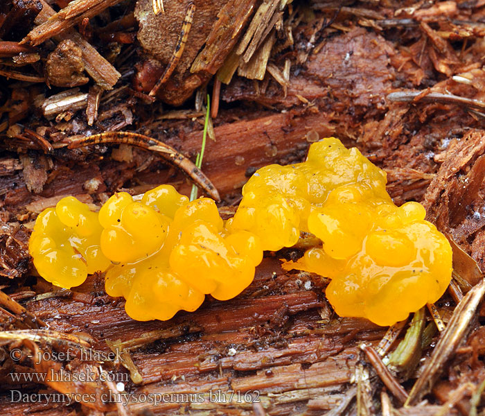 Trémelle spores jaunes palmée Łzawnik złocistozarodnikowy Orange Jelly Geel hoorntje Riesen Fichtenholz Gallertträne Riesengallertträne Pahljačasta solzovka Dacrymyces chrysospermus Dacryomyces palmatus Kropilka dlanitá Slzovec oranžovočervený