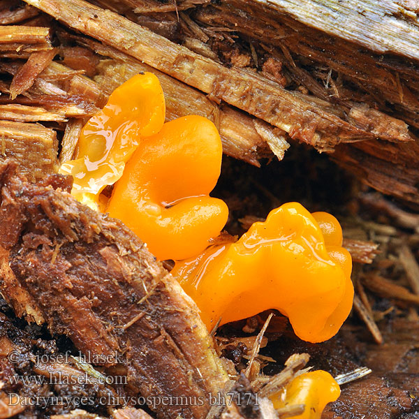 Orange Jelly Geel hoorntje Riesen Fichtenholz Gallertträne Riesengallertträne Pahljačasta solzovka Dacrymyces chrysospermus Dacryomyces palmatus Kropilka dlanitá Slzovec oranžovočervený Trémelle spores jaunes palmée Łzawnik złocistozarodnikowy