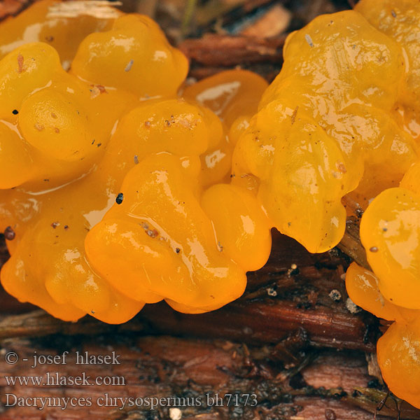 Dacrymyces chrysospermus bh7173