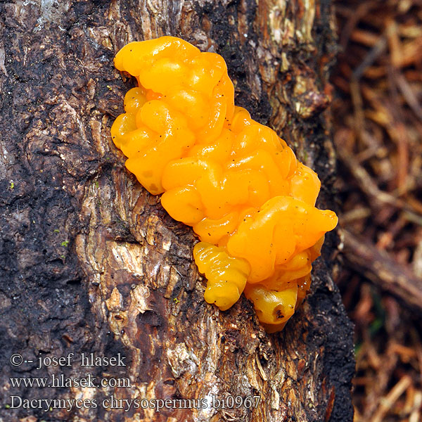 Geel hoorntje Riesen Fichtenholz Gallertträne Riesengallertträne Pahljačasta solzovka Dacrymyces chrysospermus Dacryomyces palmatus Kropilka dlanitá Slzovec oranžovočervený Trémelle spores jaunes palmée Łzawnik złocistozarodnikowy Orange Jelly Дакримицес пальчатый золотистоспоровый