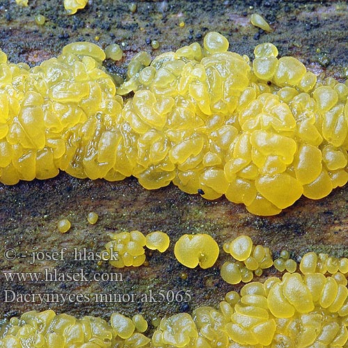 Dacrymyces minor ak5065