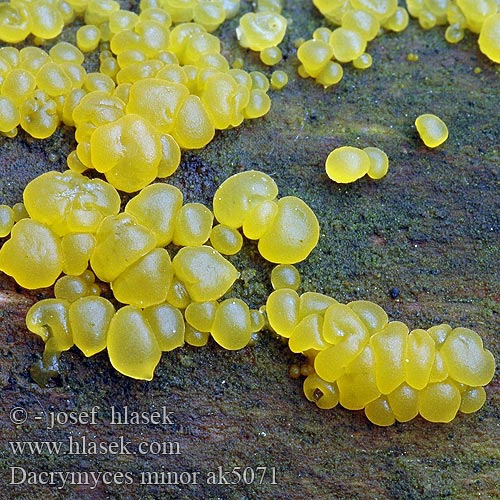 Dacrymyces minor ak5071