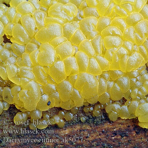 Dacrymyces minor ak5077