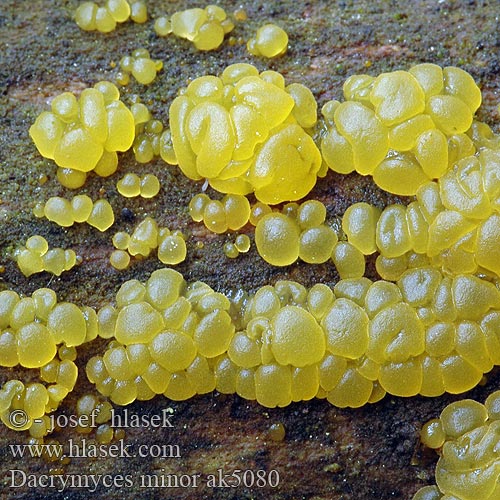 Dacrymyces minor ak5080