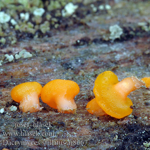 Dacrymyces stillatus deliquescens Common Jellyspot Kropilka rosolovitá Slzovec rôsolovitý Almindelig tåresvamp Dacrymycète déliquescent Oranje druppelzwam Zerfliessende Gallertträne Vanlig tåresopp łzawnik rozciekliwy