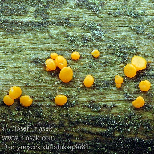 Dacrymyces stillatus aj8681