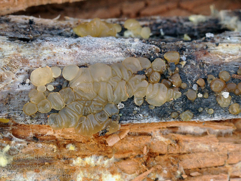 Dacrymyces tortus Tremella torta Napf-Gallertträne Vale druppelzwam