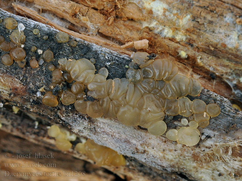 Dacrymyces_tortus_bn1208