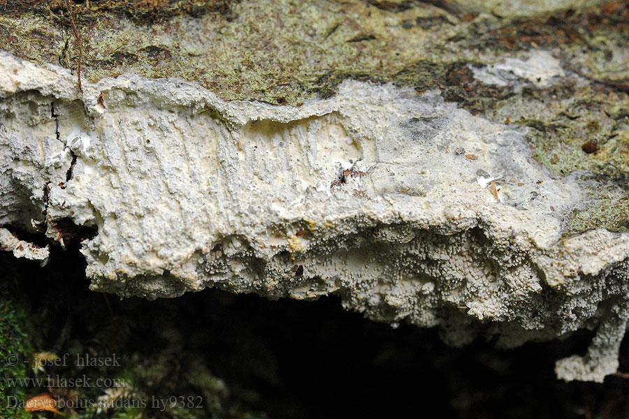 Dacryobolus sudans Kornatec slzící Tränende Stachelrindenpilz