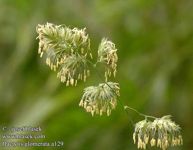 Dactylis glomerata Cocksfoot Gemeines Knäuelgras Kupkówka pospolita