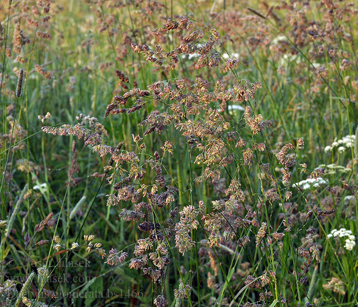 Dactylis glomerata Hundäxing Csomós ebír Dattile Kropaar Dáctilo Hundegras