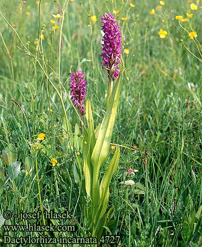 Orchis incarnat Vleeskleurige orchis Orchidea palmata