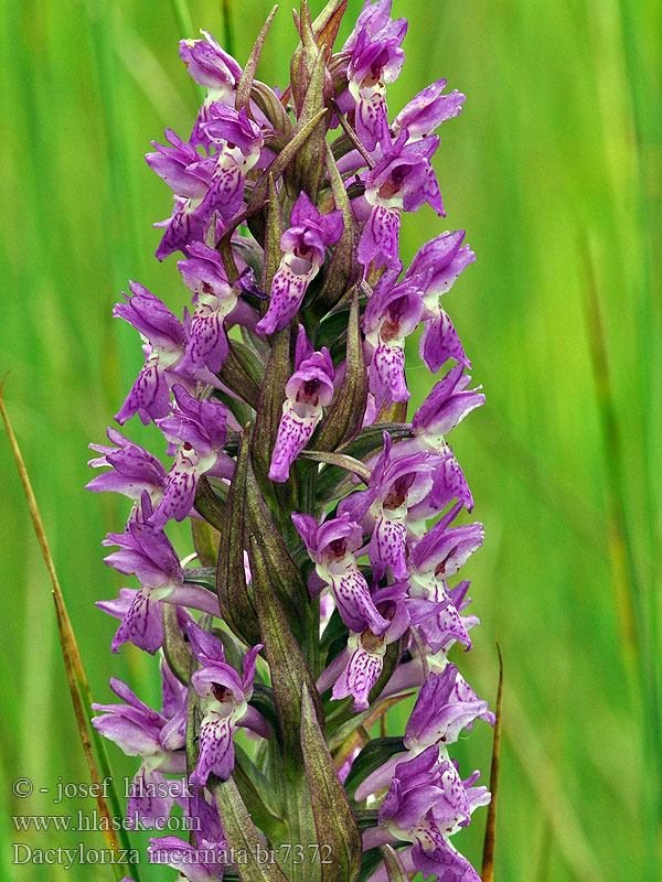 Prstnatec pleťový Dactylorhiza incarnata Orchis