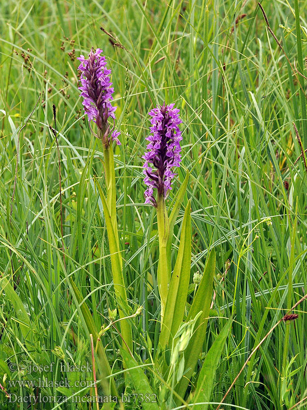 Dactylorhiza incarnata Orchis incarnat Orchidea palmata