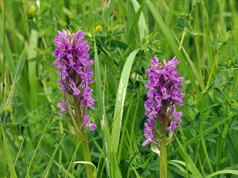 Dactylorhiza incarnata Steifblättriges Fleischrotes Knabenkraut