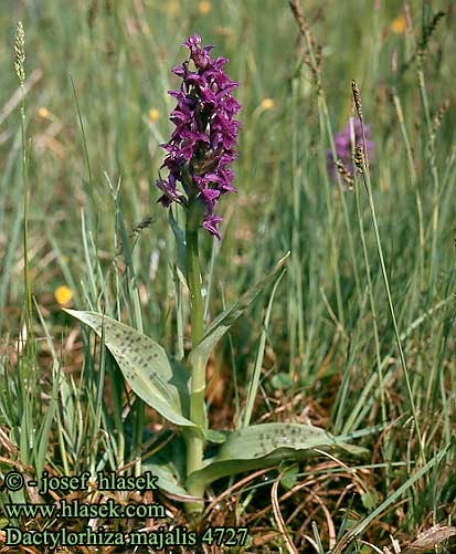 Dactylorhiza majalis Western Marsh Orchid Maj Gogeurt