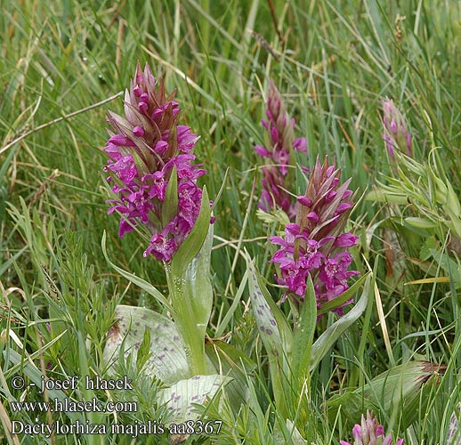 Dactylorhiza majalis Orchis Levelehtikmmekk Brede Orchis