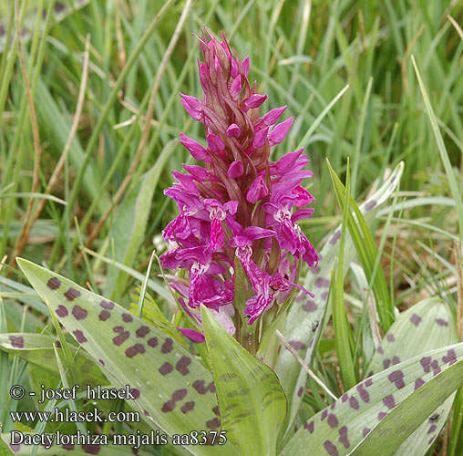 Dactylorhiza majalis Orchis larges feuilles mai Orchidea maggio