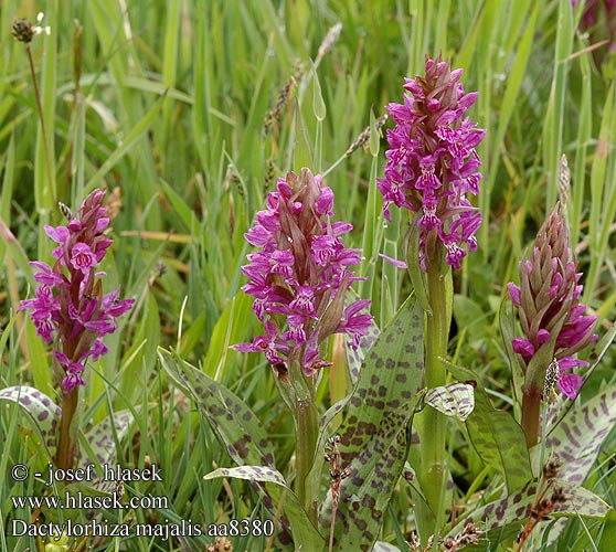 Dactylorhiza majalis Szleslevel ujjaskosbor Vstavaovec mjov