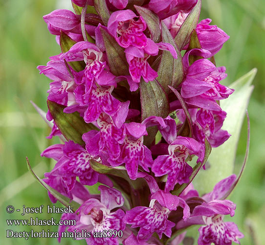 Dactylorhiza majalis Breitblttriges Knabenkraut Majnycklar