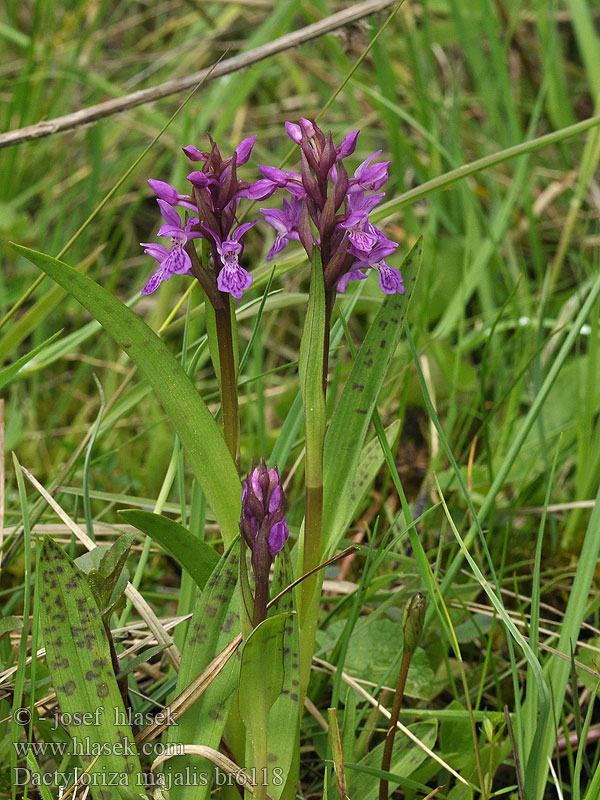 Dactylorhiza majalis Kukułka szerokolistna Storczyk szerokolistny