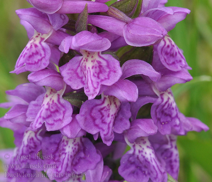 Dactylorhiza majalis Orchis Prstnatec májový Vstavač