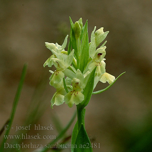 Elder-flowered orchid Bodzaszagú ujjaskosbor Prstnatec bezový